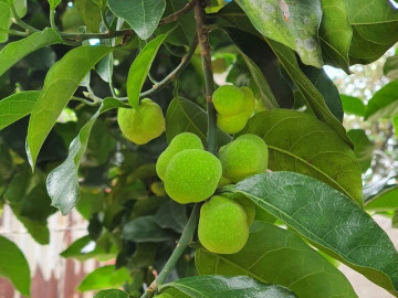 Lộc trời nấu canh chua ngon tuyệt đỉnh, giúp hút sạch mỡ máu, trồng một cây trước nhà vừa lấy bóng mát vừa rước lộc