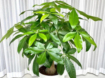 Ngày càng nhiều người đưa cây kim ngân vào danh sách đen, đây là 5 lý do bạn nên biết