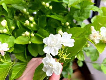 Tại sao ngày càng nhiều người đưa hoa nhài vào danh sách đen dù nó vừa đẹp vừa thơm? Hóa ra vì 5 lý do này