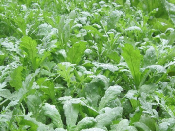 Loại “rau hoàng đế” vừa dưỡng tim vừa bổ phổi cực hiệu quả, gieo hạt 30 ngày đã cho thu hoạch