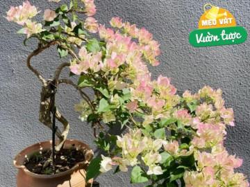 Chăm hoa giấy mùa thu nhớ quy tắc 3 nhiều – 1 ít, nụ sẽ sớm xuất hiện, hoa nở bung rực rỡ