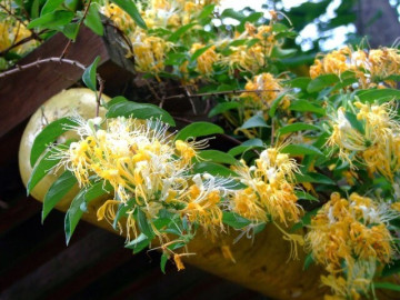 Loài hoa được mệnh danh là vương dược, vừa bổ thận vừa dưỡng gan, trồng trong nhà còn mang tới tài lộc