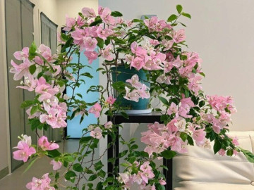 Tại sao trồng hoa giấy trong nhà là đại kỵ? 4 người này đừng trồng mà tiền mất tật mang, đây không phải mê tín