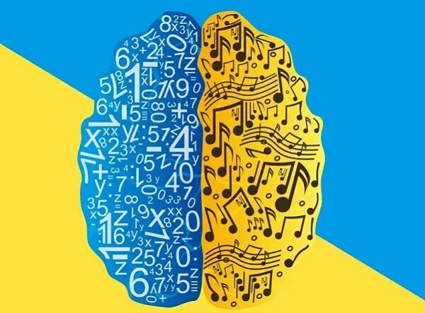 Bộ não được chia thành hai phần.