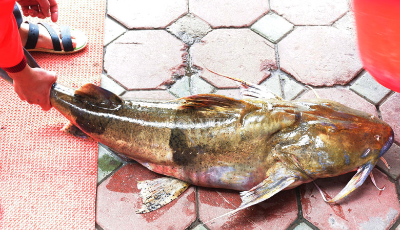 Cá chiên rất hiếm và không phải lúc nào cũng dễ dàng mua được