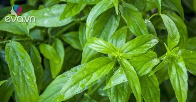 Cây dại mọc bờ rào xưa không ai ăn, nay thành đặc sản nổi tiếng người thành phố ưa chuộng vì hương vị lạ, 100.000 đồng/kg