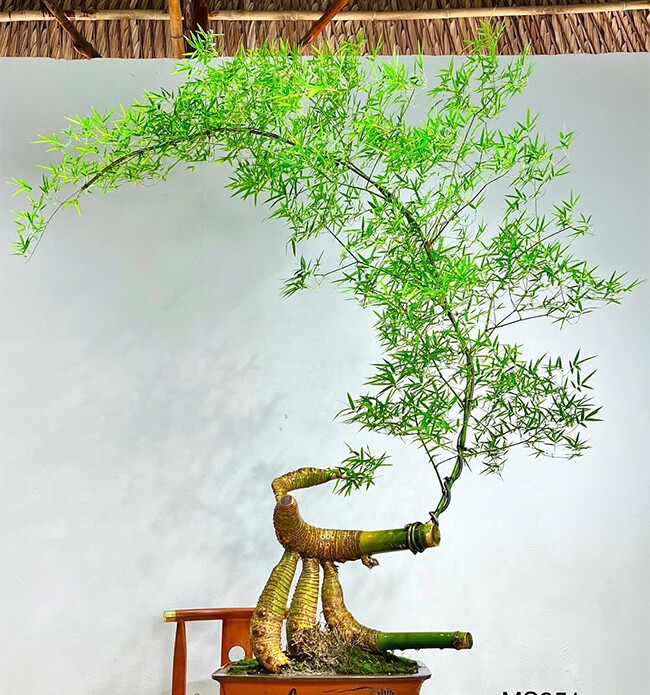 Cây mọc bờ bụi gắn với làng quê Việt Nam lên chậu thành bonsai độc lạ, mang lại phú quý tài lộc, giá vài chục triệu được amp;#34;săn đónamp;#34; - 4