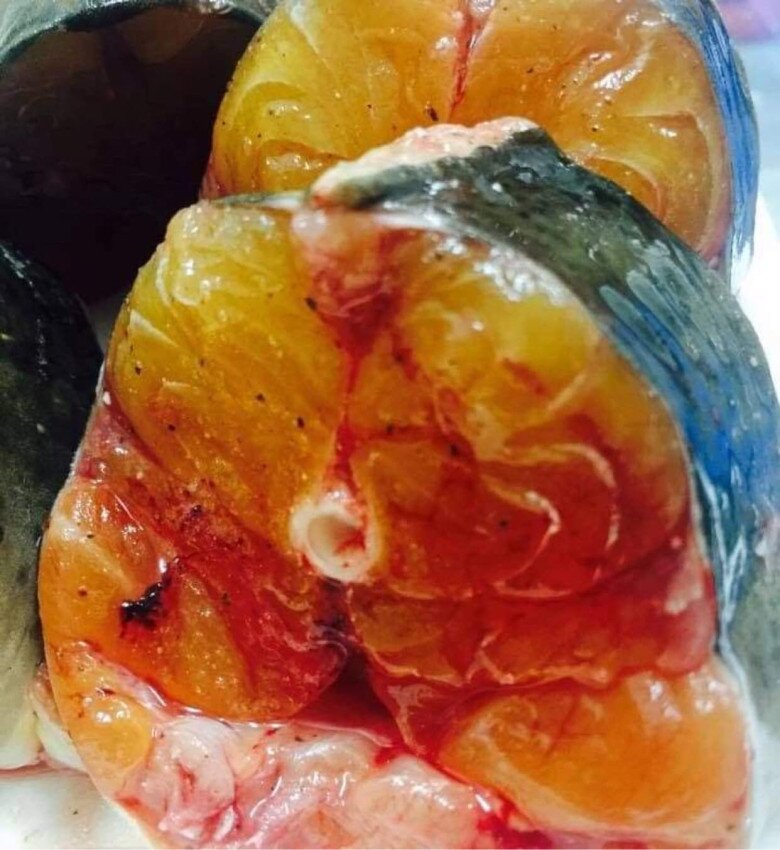 Thịt cá vàng ươm như nghệ và có hương vị đặc biệt