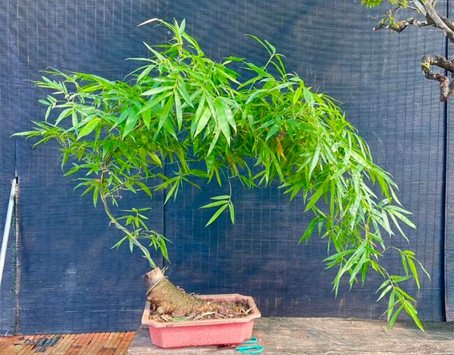 Cây mọc bờ bụi gắn với làng quê Việt Nam lên chậu thành bonsai độc lạ, mang lại phú quý tài lộc, giá vài chục triệu được amp;#34;săn đónamp;#34; - 2