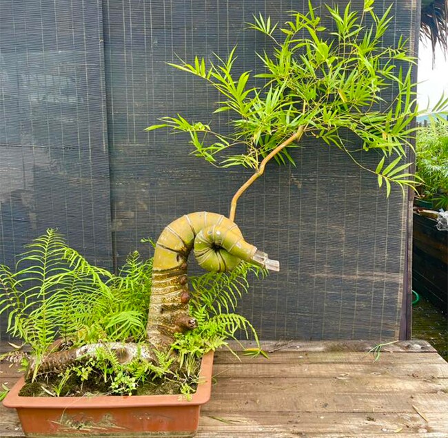 Cây mọc bờ bụi gắn với làng quê Việt Nam lên chậu thành bonsai độc lạ, mang lại phú quý tài lộc, giá vài chục triệu được amp;#34;săn đónamp;#34; - 3