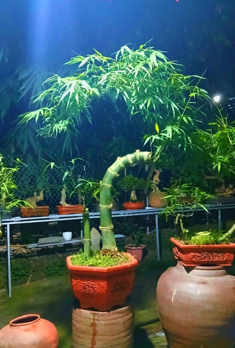 Cây mọc bờ bụi gắn với làng quê Việt Nam lên chậu thành bonsai độc lạ, mang lại phú quý tài lộc, giá vài chục triệu được amp;#34;săn đónamp;#34; - 6