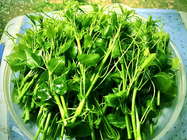 Cây dại mọc bờ rào có hương vị đặc biệt, xưa không ai ngó ngàng nay thành đặc sản lạ được ưa chuộng ở thành phố, 90.000 đồng/kg - 4