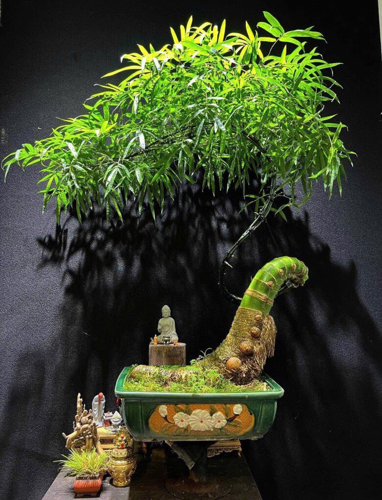 Cây mọc bờ bụi gắn với làng quê Việt Nam lên chậu thành bonsai độc lạ, mang lại phú quý tài lộc, giá vài chục triệu được amp;#34;săn đónamp;#34; - 5