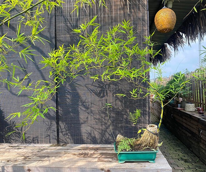 Cây mọc bờ bụi gắn với làng quê Việt Nam lên chậu thành bonsai độc lạ, mang lại phú quý tài lộc, giá vài chục triệu được amp;#34;săn đónamp;#34; - 1