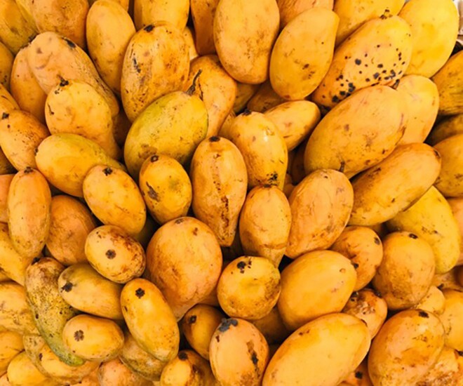 Loại quả xưa chín rụng đầy không ai ngó ngàng, nay thành đặc sản người thành phố ưa chuộng vì có hương vị lạ, 65.000 đồng/kg - 1