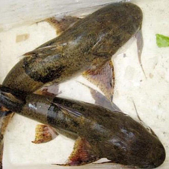 Cá chiên từng là sản vật tiến Vua. Nhìn bề ngoài dữ tợn nhưng chúng thơm ngon hảo hạng