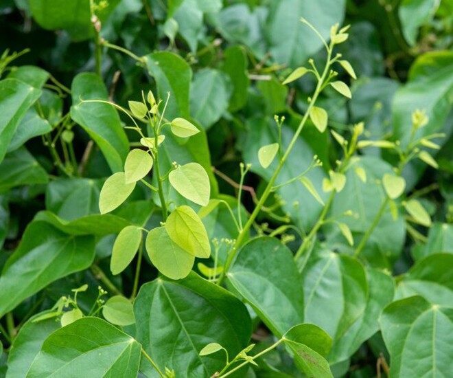 Cây dại mọc bờ rào có hương vị đặc biệt, xưa không ai ngó ngàng nay thành đặc sản lạ được ưa chuộng ở thành phố, 90.000 đồng/kg - 1