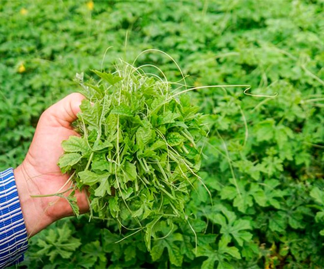 Cây dại leo bờ rào xưa không ai ăn, nay thành đặc sản trong nhà hàng được người thành phố săn lùng, 70.000 đồng/kg - 1
