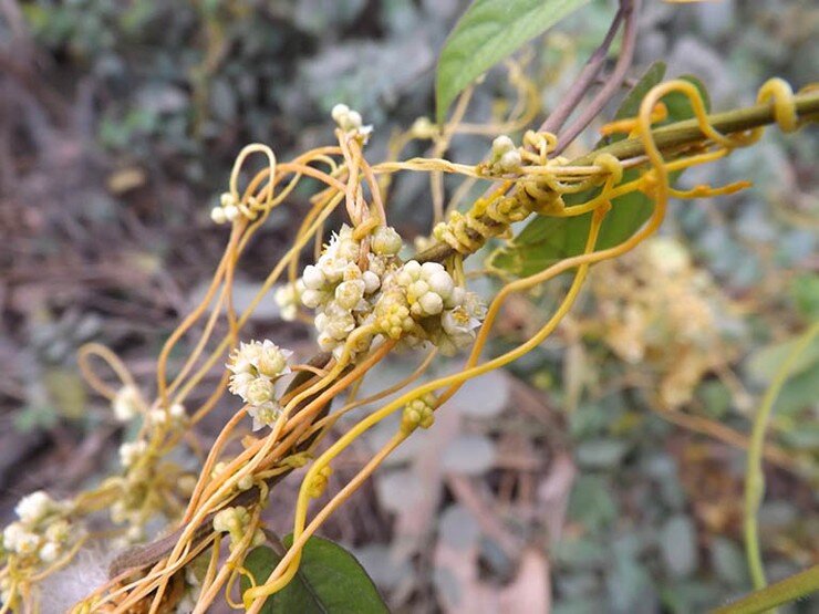 Cây dại leo bờ rào xưa dành cho amp;#34;người nghèoamp;#34;, nay thành đặc sản có hương vị lạ được người thành phố ưa chuộng, 60.000 đồng/kg - 2