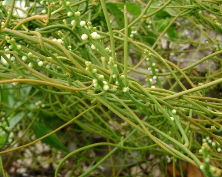 Cây dại leo bờ rào xưa dành cho amp;#34;người nghèoamp;#34;, nay thành đặc sản có hương vị lạ được người thành phố ưa chuộng, 60.000 đồng/kg - 3