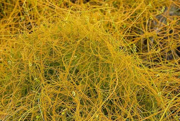 Cây dại leo bờ rào xưa dành cho amp;#34;người nghèoamp;#34;, nay thành đặc sản có hương vị lạ được người thành phố ưa chuộng, 60.000 đồng/kg - 4