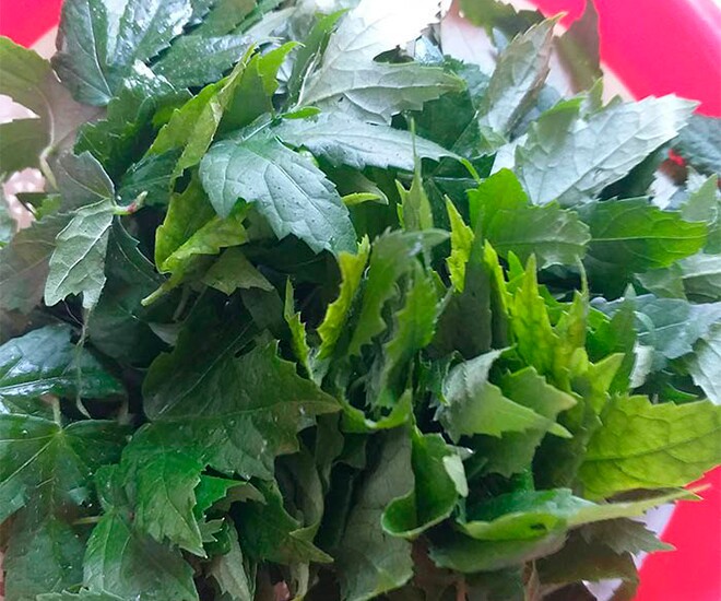 Lá vông vang có vị chua thanh, có thể kết hợp với nhiều món ăn độc đáo