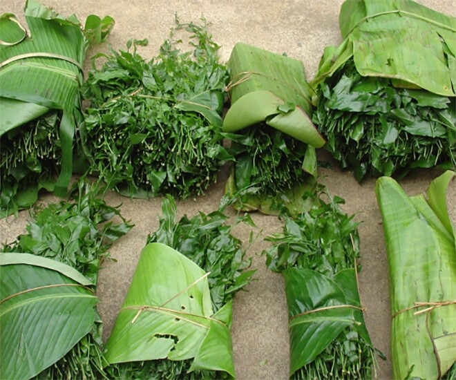 Cây dại mọc bờ bụi xưa dành cho amp;#34;người nghèoamp;#34;, nay thành đặc sản người thành phố ưa chuộng vì hương vị lạ, 200.000 đồng/kg - 1