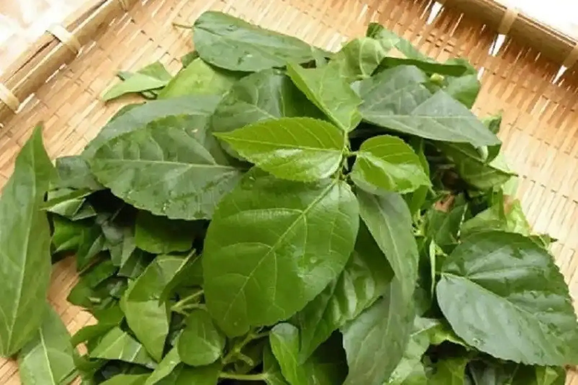 Cây dại mọc bờ rào xưa dành cho amp;#34;người nghèoamp;#34;, nay thành đặc sản có hương vị lạ được người thành phố ưa chuộng, 65.000 đồng/kg - 3