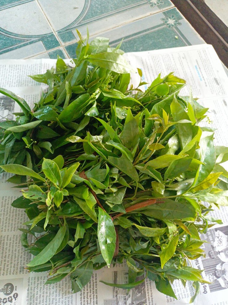 Cây dại mọc bờ rào xưa không ai ngó ngàng, nay thành đặc sản có hương vị lạ trong nhà hàng, 70.000 đồng/kg - 4
