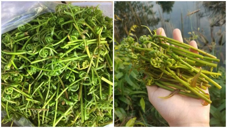 Cây dại leo bờ rào xưa không ai ăn, nay thành đặc sản có hương vị lạ được người thành phố ưa chuộng, 70.000 đồng/kg - 4