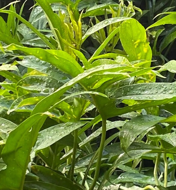 Cây dại mọc bờ rào xưa không ai ngó ngàng, nay thành đặc sản ở thành phố vì hương vị đặc biệt, 85.000 đồng/kg - 4