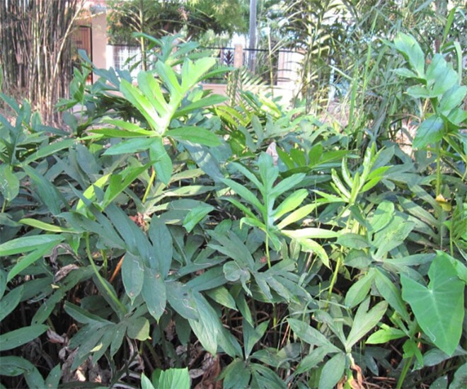 Cây dại mọc bờ rào xưa không ai ngó ngàng, nay thành đặc sản ở thành phố vì hương vị đặc biệt, 85.000 đồng/kg - 1