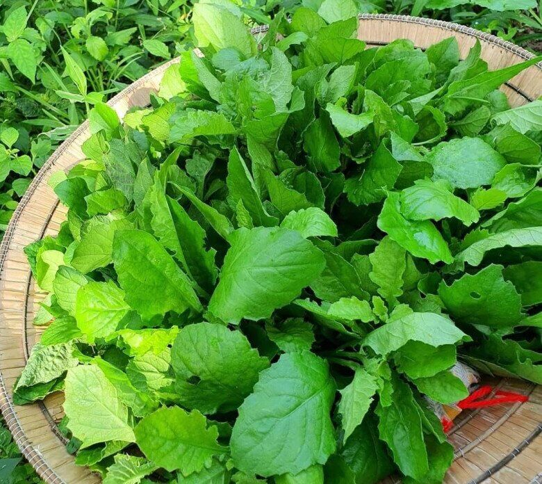 Cây dại ở bờ ao nghe tên lạnh gáy, được ví như amp;#34;lộc trờiamp;#34;, nay thành đặc sản nổi tiếng có tiền cũng khó mua được - 1
