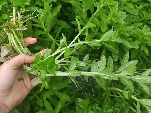 Cây dại này được mệnh danh amp;#34;rau của thậnamp;#34;, ăn được cả thân và lá, ở quê có đầy trước nhiều người bỏ phí nay thành đặc sản - 3