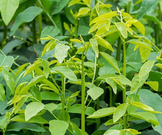 Cây này chỉ ăn lá, vitamin C gấp 45 lần rau thường, mùa hè nấu canh tôm thịt thành đặc sản cực bổ, tốt cho sức khỏe - 1