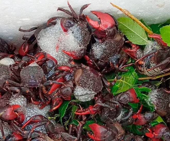 Chù ụ là đặc sản ở Vĩnh Long, được đánh giá ngon hơn ghẹ rẻ hơn cua