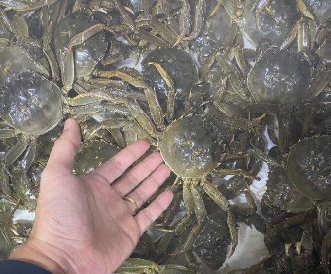 Người dân địa phương cho biết cua da thường chỉ xuất hiện vào tháng 10, tháng 11, khi tiết trời bắt đầu se lạnh và những đợt gió mùa đông bắc tràn về.