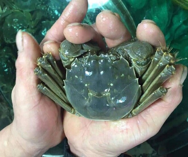 Nhiều người đánh giá cua da ngon hơn cua biển, chỉ có theo mua nên vô cùng khan hiếm