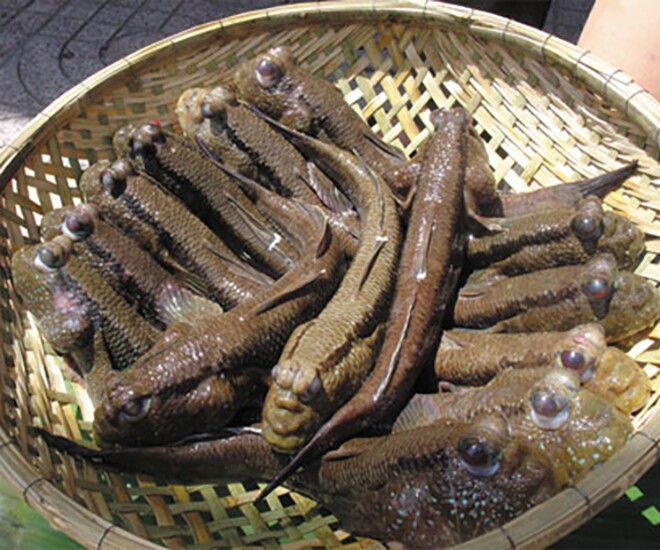 Đặc sản độc nhất vô nhị ở Cà Mau, xưa dành cho amp;#34;người nghèoamp;#34; nay phơi khô bán 500.000 đồng/kg, dân thành phố ưa chuộng - 1