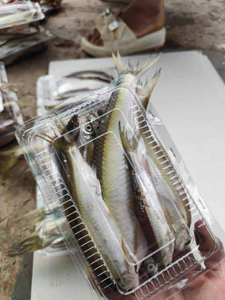 Đặc sản mỗi năm chỉ có một lần, xưa không ai ngó ngàng nay dân bắt về bán 130.000 đồng/kg, người thành phố ưa chuộng - 2