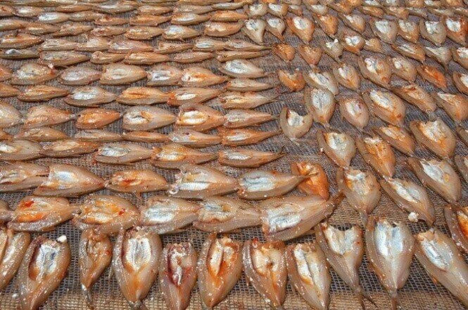 Đặc sản mỗi năm chỉ có một lần, xưa không ai ngó ngàng nay dân bắt về bán 130.000 đồng/kg, người thành phố ưa chuộng - 4