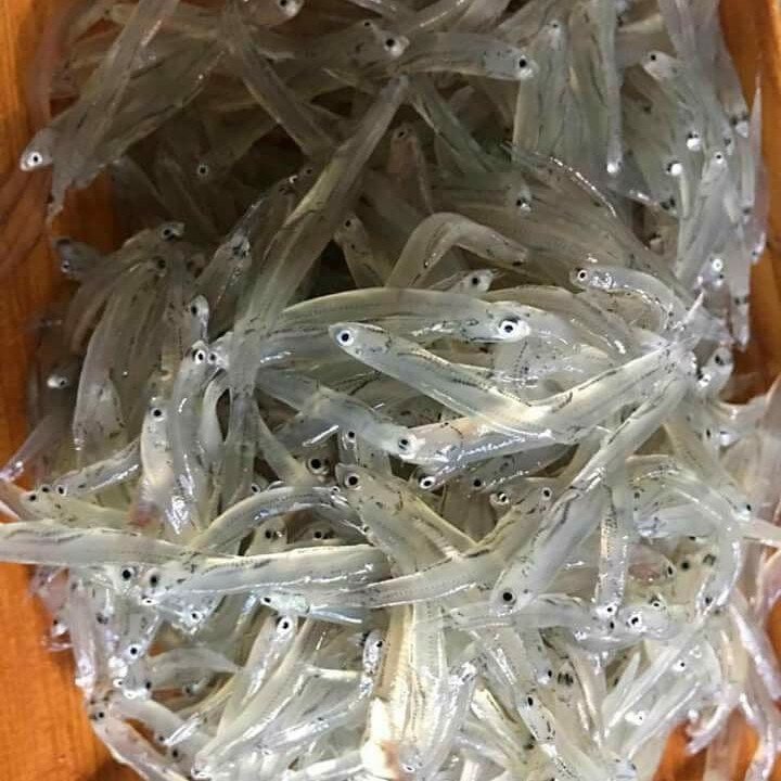 Đặc sản mỗi năm chỉ có một mùa, xưa giá rẻ như cho nay phơi khô bán 300.000 đồng/kg, rất được ưa chuộng, tốt cho sức khoẻ - 3