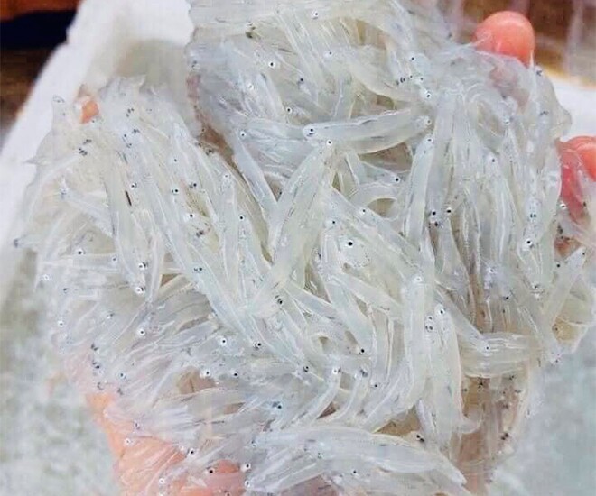 Đặc sản mỗi năm chỉ có một mùa, xưa giá rẻ như cho nay phơi khô bán 300.000 đồng/kg, rất được ưa chuộng, tốt cho sức khoẻ - 1