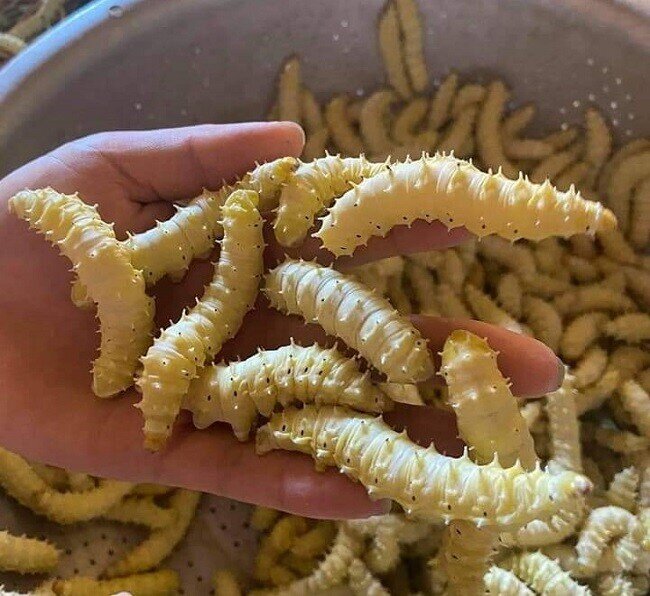 Đặc sản mỗi năm chỉ có một mùa, xưa không ai dám ăn nay được ưa chuộng giá 500.000 đồng/kg, tốt cho sức khoẻ - 5