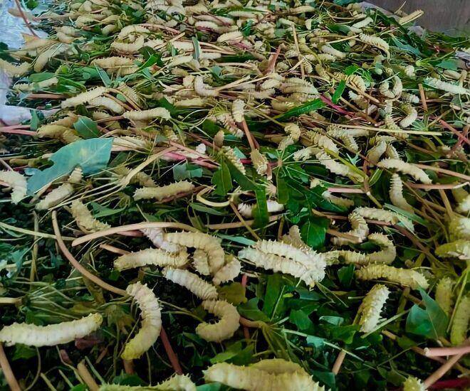 Đặc sản mỗi năm chỉ có một mùa, xưa không ai dám ăn nay được ưa chuộng giá 500.000 đồng/kg, tốt cho sức khoẻ - 1