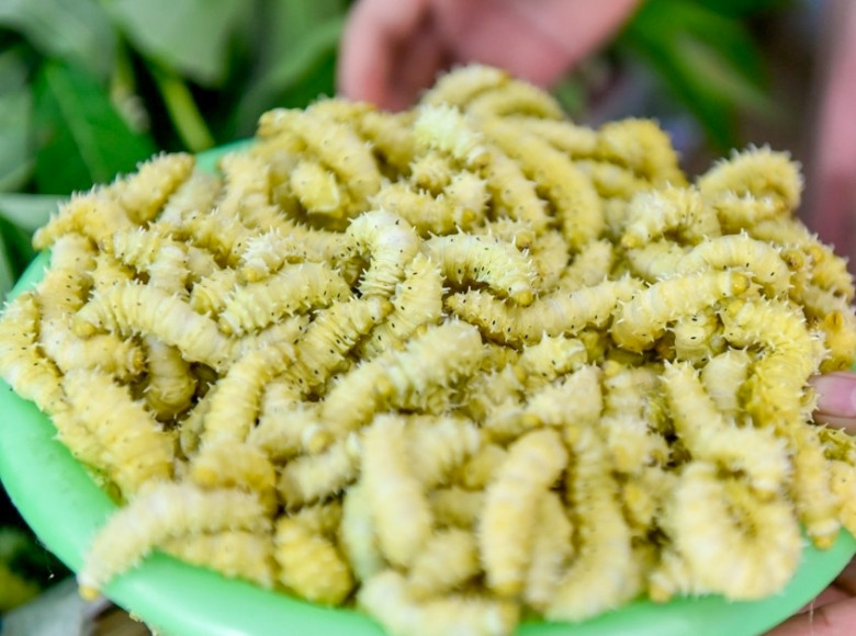 Đặc sản mỗi năm chỉ có một mùa, xưa không ai dám ăn nay được ưa chuộng giá 500.000 đồng/kg, tốt cho sức khoẻ - 2