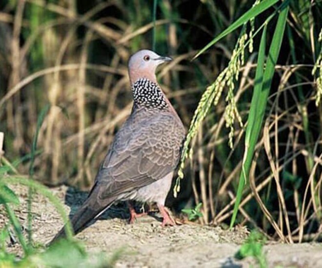 Đặc sản nghe tên amp;#34;ngượng đỏ mặtamp;#34;, xưa ít ai ăn nay thành món ngon trong nhà hàng được ưa chuộng, 150.000 đồng/con - 1