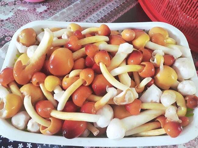 Đặc sản nhà nghèo amp;#34;ngon hơn rau, bổ hơn thịtamp;#34;, nay làm thành đủ món ăn ngon giá 500.000 đồng/kg, tốt cho sức khoẻ - 2