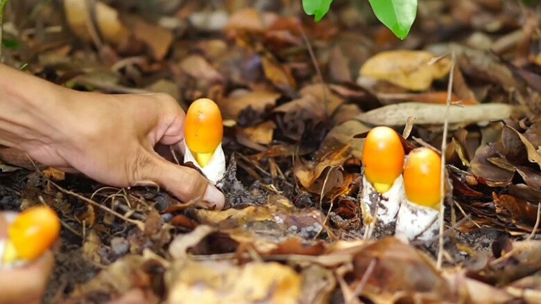 Đặc sản nhà nghèo amp;#34;ngon hơn rau, bổ hơn thịtamp;#34;, nay làm thành đủ món ăn ngon giá 500.000 đồng/kg, tốt cho sức khoẻ - 4