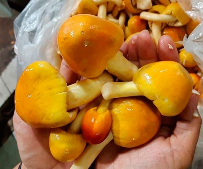 Đặc sản nhà nghèo amp;#34;ngon hơn rau, bổ hơn thịtamp;#34;, nay làm thành đủ món ăn ngon giá 500.000 đồng/kg, tốt cho sức khoẻ - 1